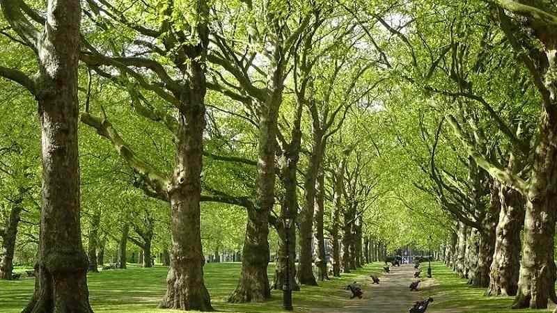 Trees and the Environment: The Green Connection